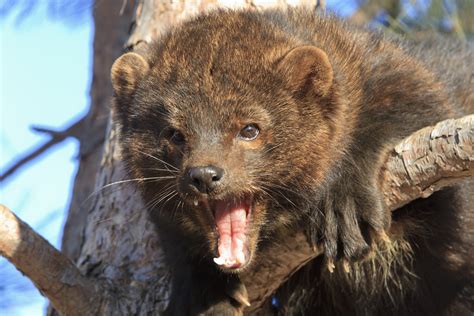 show me pictures of a fisher cat