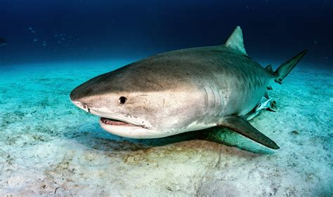 show me pictures of a tiger shark