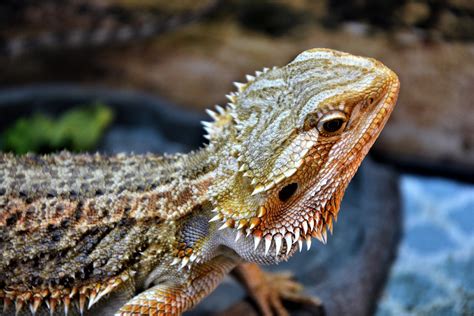 show me pictures of bearded dragons