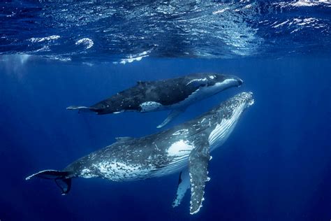show me pictures of humpback whales