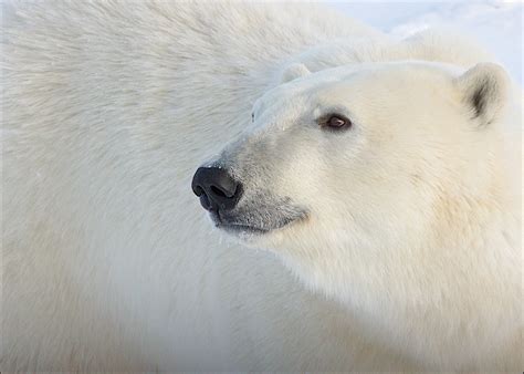 show me pictures of polar bears