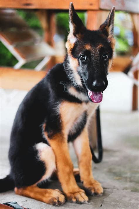 show me some german shepherds