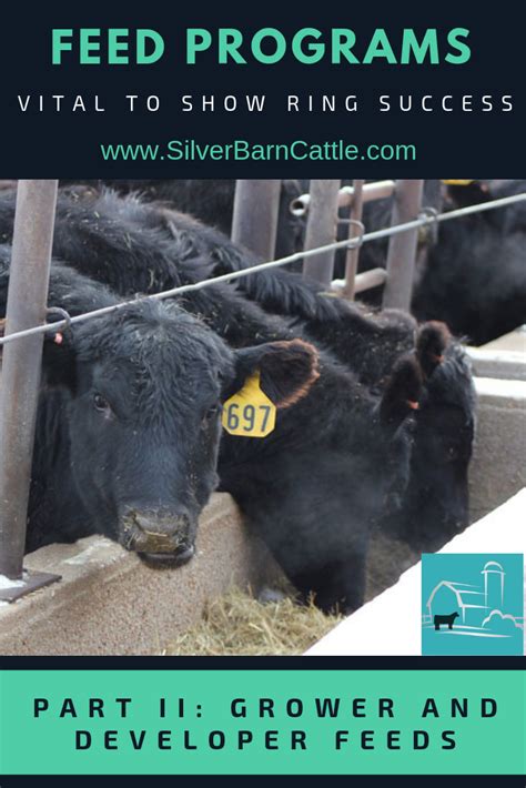 Show Steer Feeding Secrets