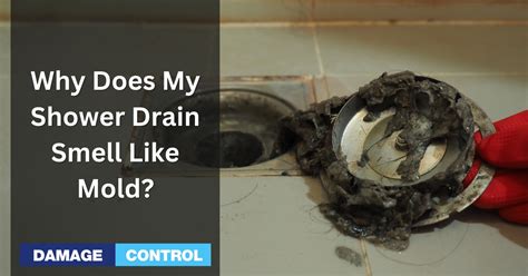 Shower Drain Smells Like Damp