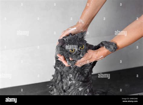 Shower Shampoo Cat
