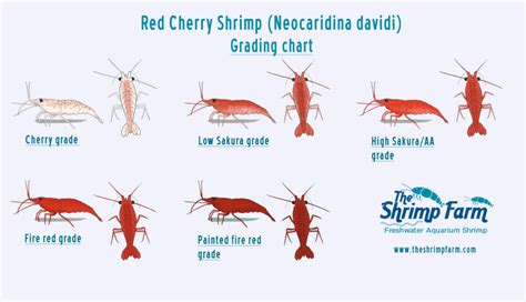 shrimp mineral directions chart