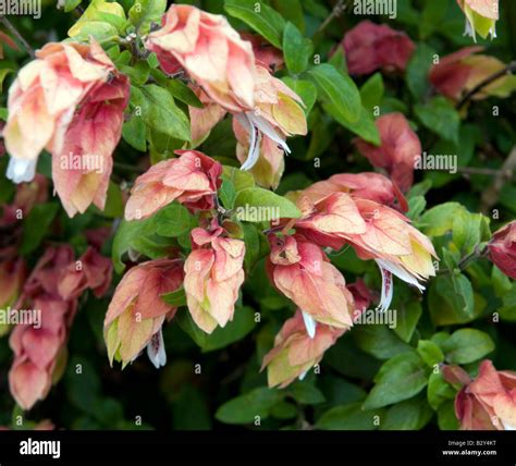 Growing & Caring For A Shrimp Plant