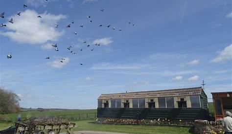 Eijerkamp pigeons perform extremely well on one loft races