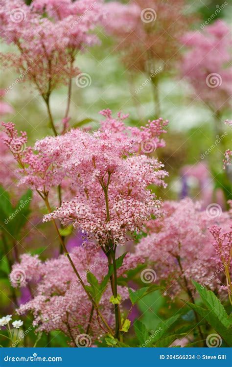 Shrub Also Called Meadowsweet
