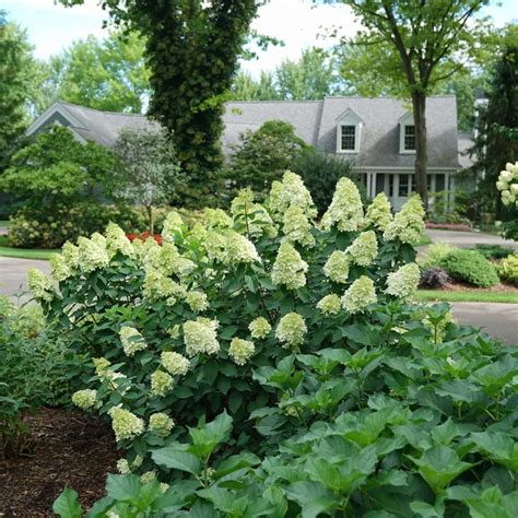Shrub Arbusto Panicle Hydrangea