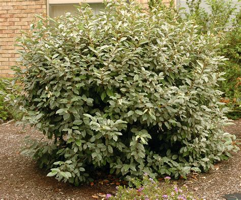 Shrub Elaeagnus