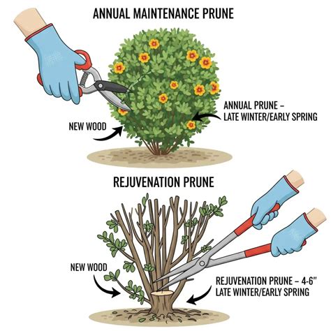 Shrub Rejuvenation Pruning