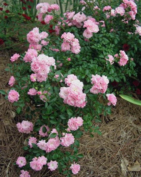 Shrub To Replace Rose