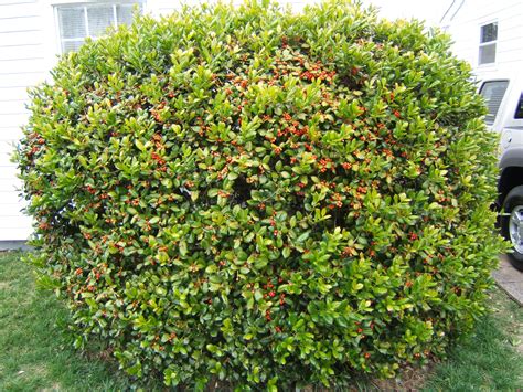 Shrubbery Or Bush