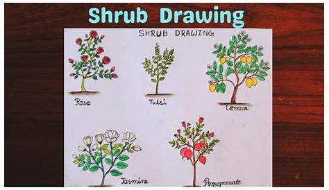 Shrubs Plants Drawing For Kids Stock Vector в 2020 г Акварельные деревья, Растения, Пейзажи