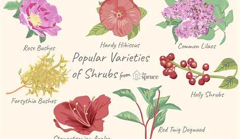 Shrubs Plants Images With Names 12 You Should Grow In Your Yard