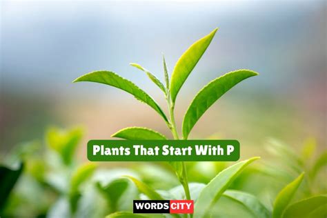 Viral Shrubs Beginning With P Latest