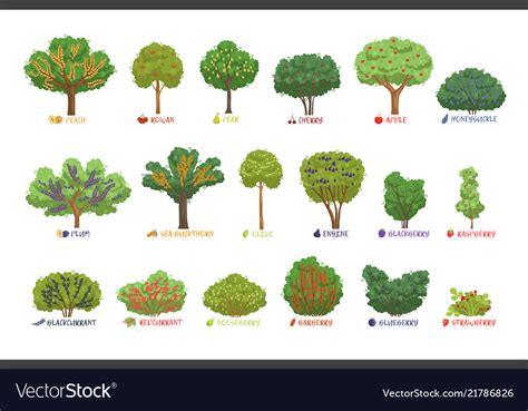 Shrubs Chart With Names