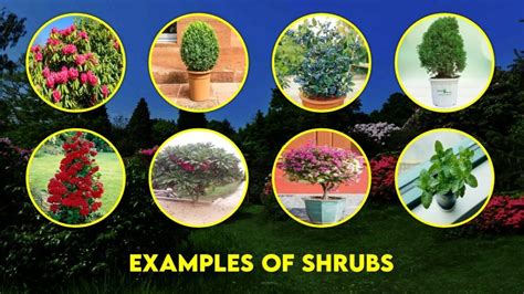 Shrubs Definition And Examples
