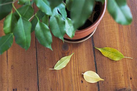 Shrubs Dropping Leaves