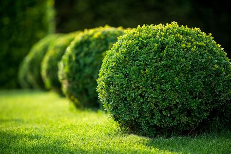 shrubs meaning