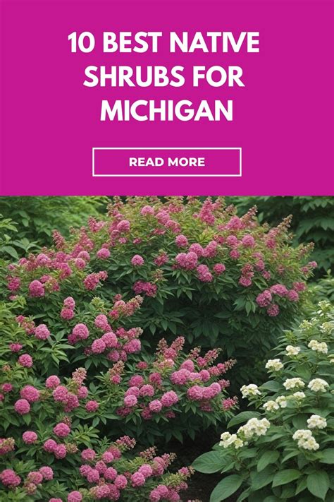 Shrubs Michigan