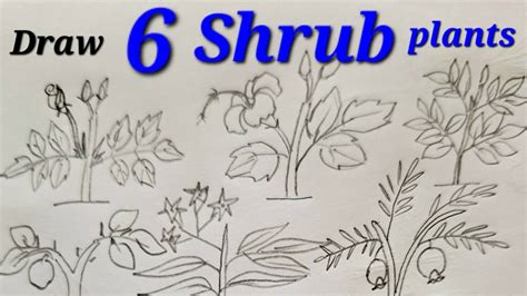 Shrubs Plants Drawing
