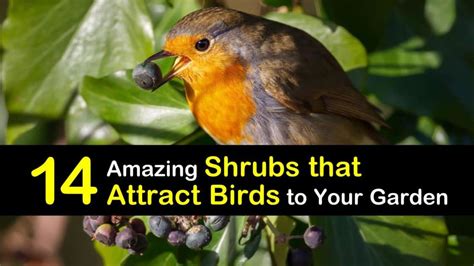 shrubs that attract birds