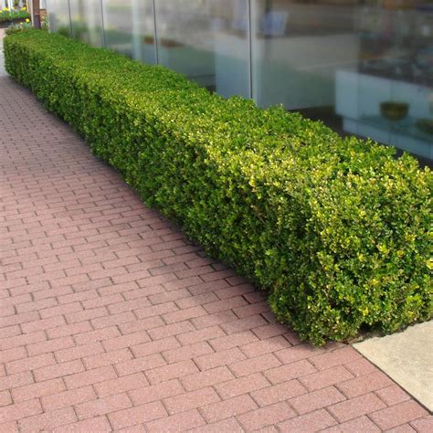 Shrubs To Replace Box