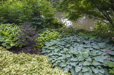 Shrubs Under Evergreen Trees