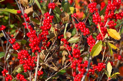 Search results for 'be inspired showy winter shrubs' Winter shrubs