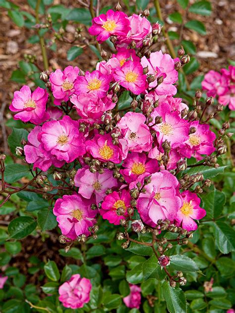 Top 5 Shrubs with Roses for Stunning Garden Displays