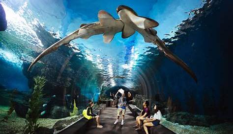 Siam Paragon Aquarium Thailand SEA LIFE Ocean World Bangkok