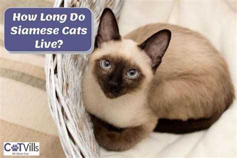 siamese cat lifespan average