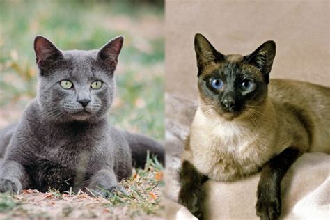 siamese cat vs russian blue