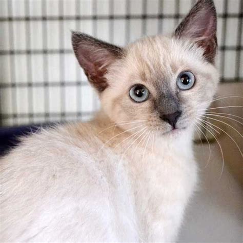 siamese cats for adoption near me today