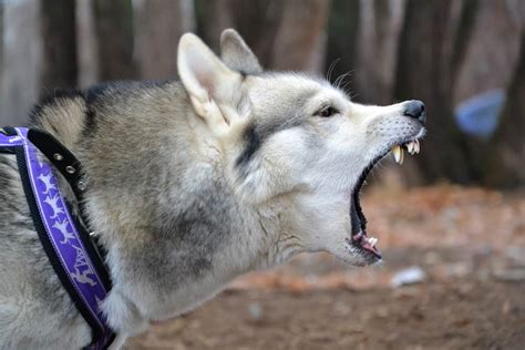 siberian husky bite force