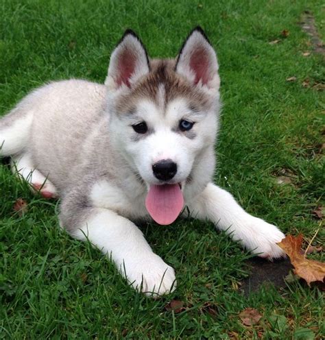siberian husky mix with alaskan malamute