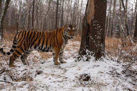 siberian tiger bite force