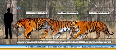 siberian tiger size comparison