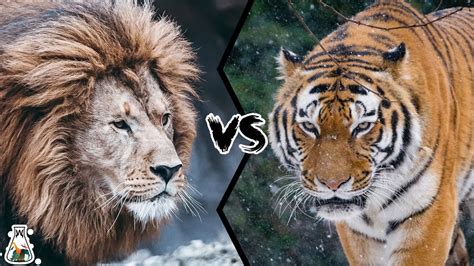 siberian tiger vs lion who would win