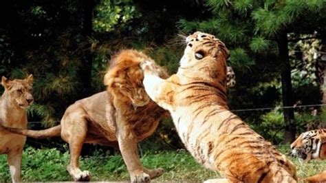 siberian tiger vs lion youtube