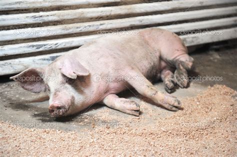 Incredible Sick As A Pig 2023