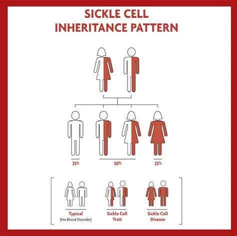 Sickle Cell Anemia Is An Example Of Polygenic Inheritance