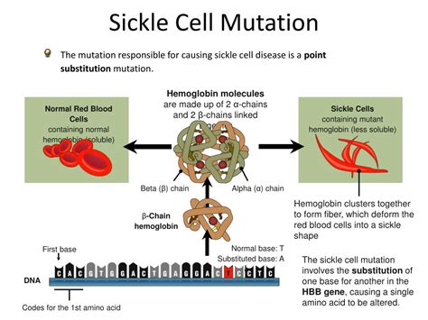sickle cell anemia is caused by a mutation in the gene encoding