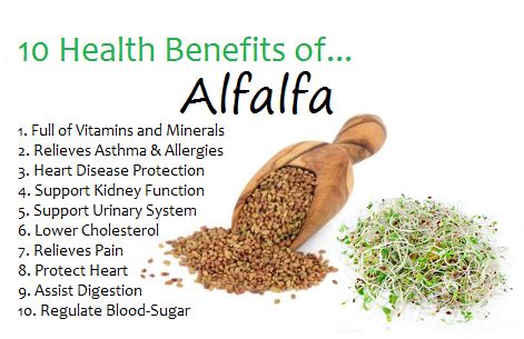 side effects of alfalfa