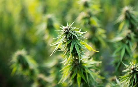 Side Effects Of Flower