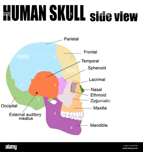 Side View Of Skull Labeled