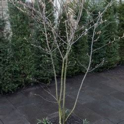 Sierboompje Voortuin