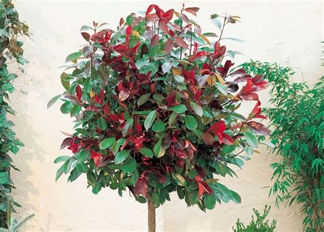 Sierboompjes Voortuin